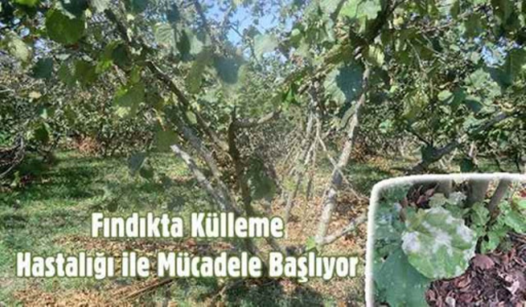 Fındıkta Külleme Hastalığı ile Mücadele Dönemi