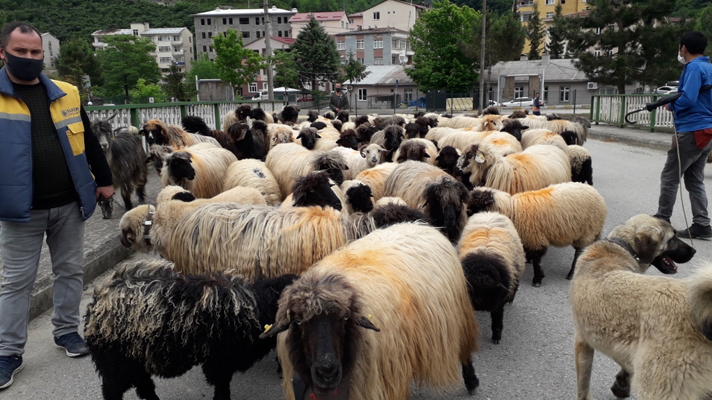 Hayvan sahiplerinin yayla yolculuğu başladı