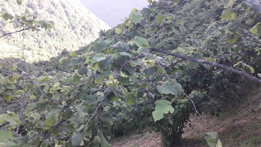 Şadı Bahçe Resimleri