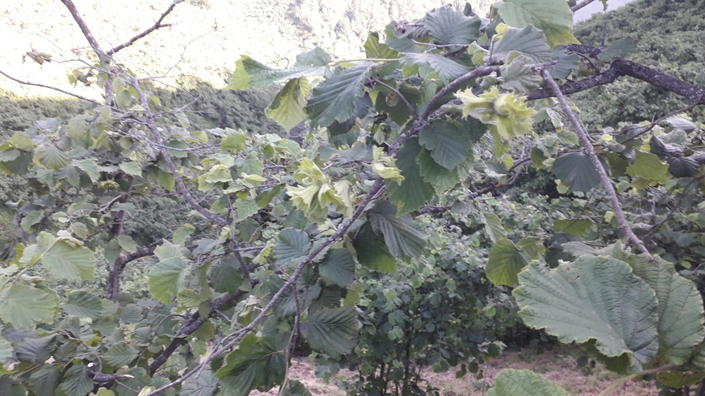 Şadı Bahçe Resimleri