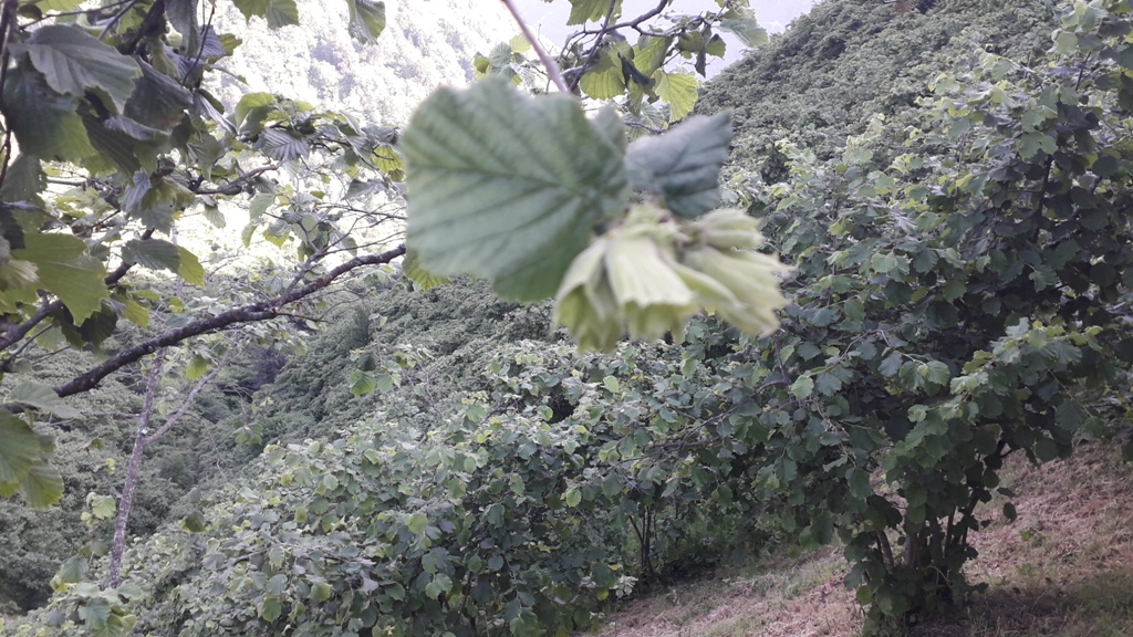 Şadı Bahçe Resimleri