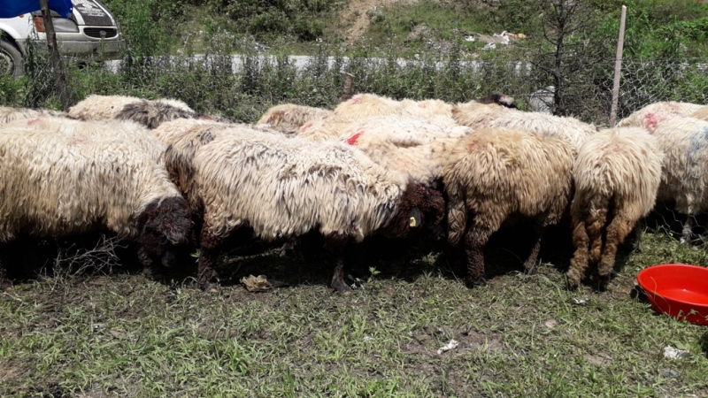 Kurbanlıklar pazara inmeye başladı