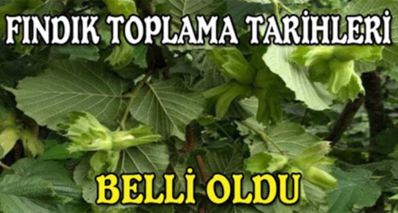 Giresun ve İlçelerinde Fındık Toplama Tarihleri Belli Oldu