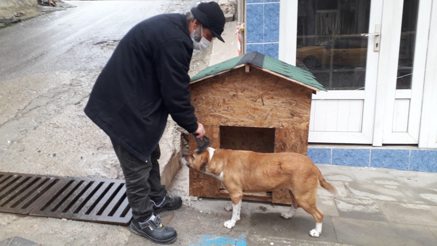 Doğankent'te Köpeklere kulübe Yapılıyor