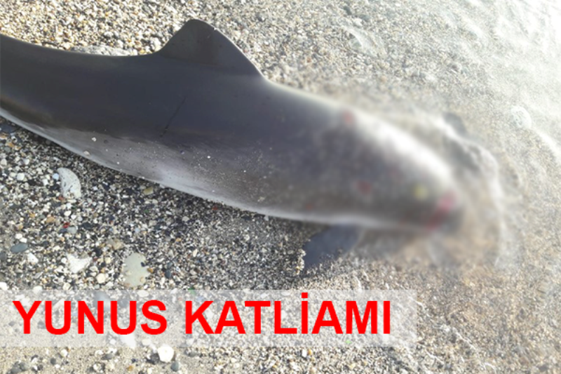 İstanbul'da sahile ölü yunus balığı vurdu