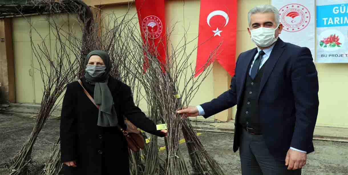 Gümüşhane'de kadın çiftçilere dikensiz kuşburnu fidanı dağıtıldı