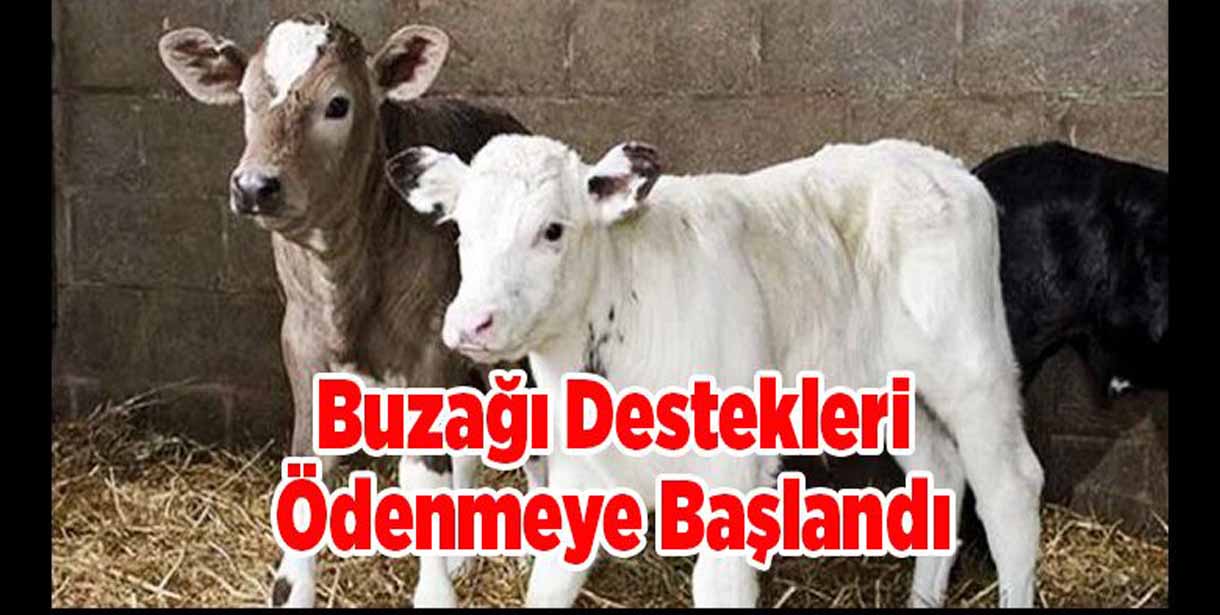 2020 Yılı 1'inci Dönem Buzağı Destekleri Ödeniyor