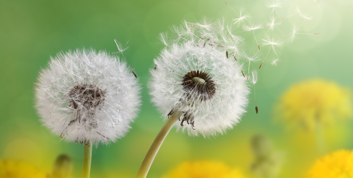 Bahar Alerjisine Karşı 8 Etkili Yöntem