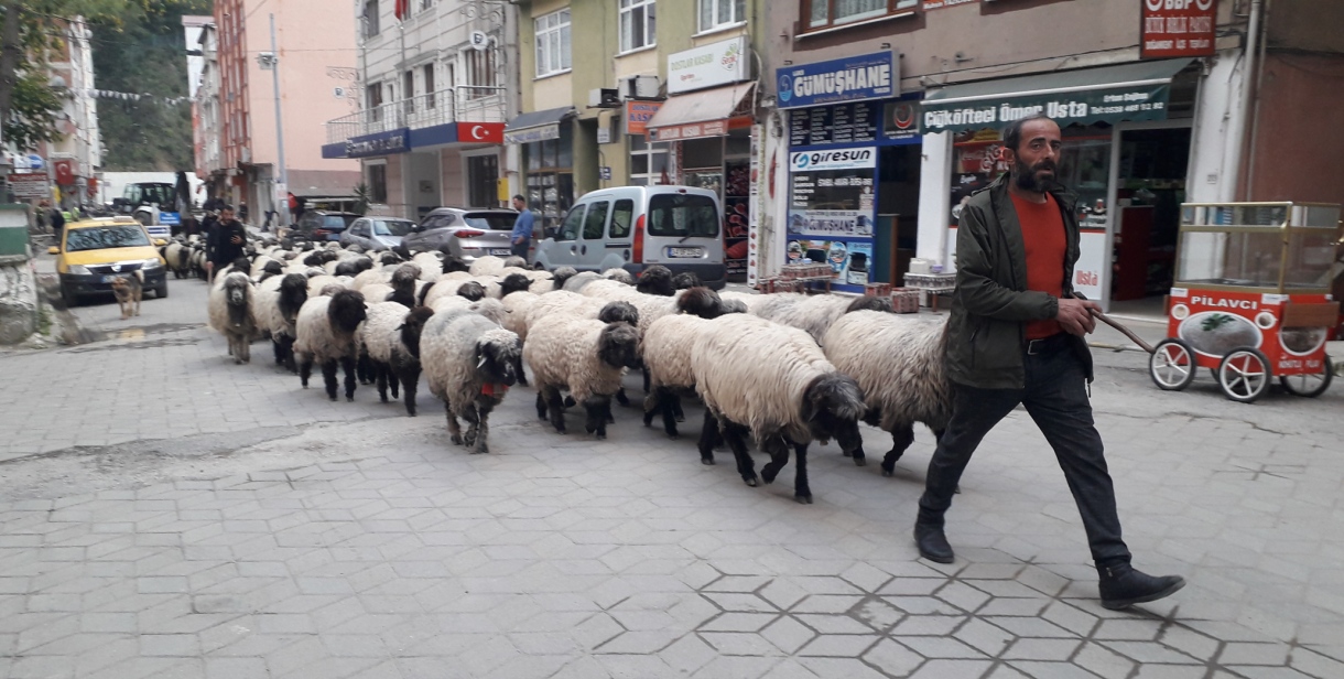 Doğankent'te son yayla göçü köye geldi