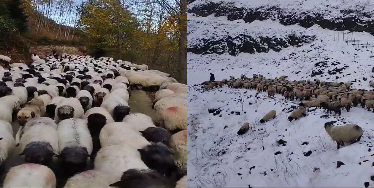 Yaylacılar Köylerine Dönüyor