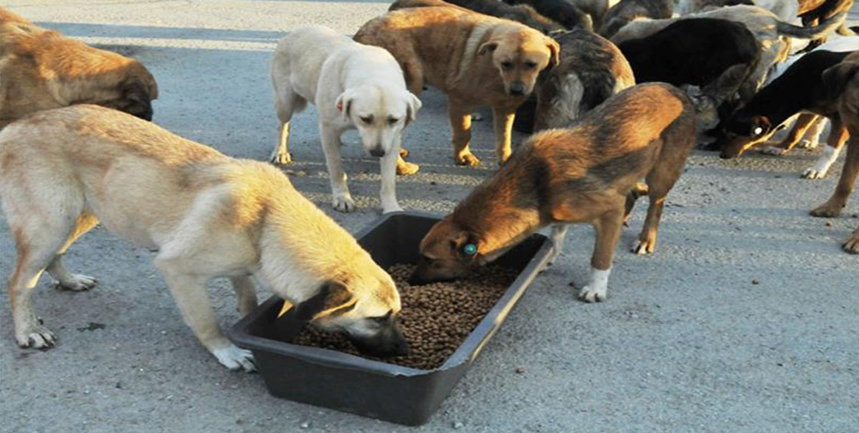 Kış kapıda bir kap su, bir avuç mama hayat kurtarıyor