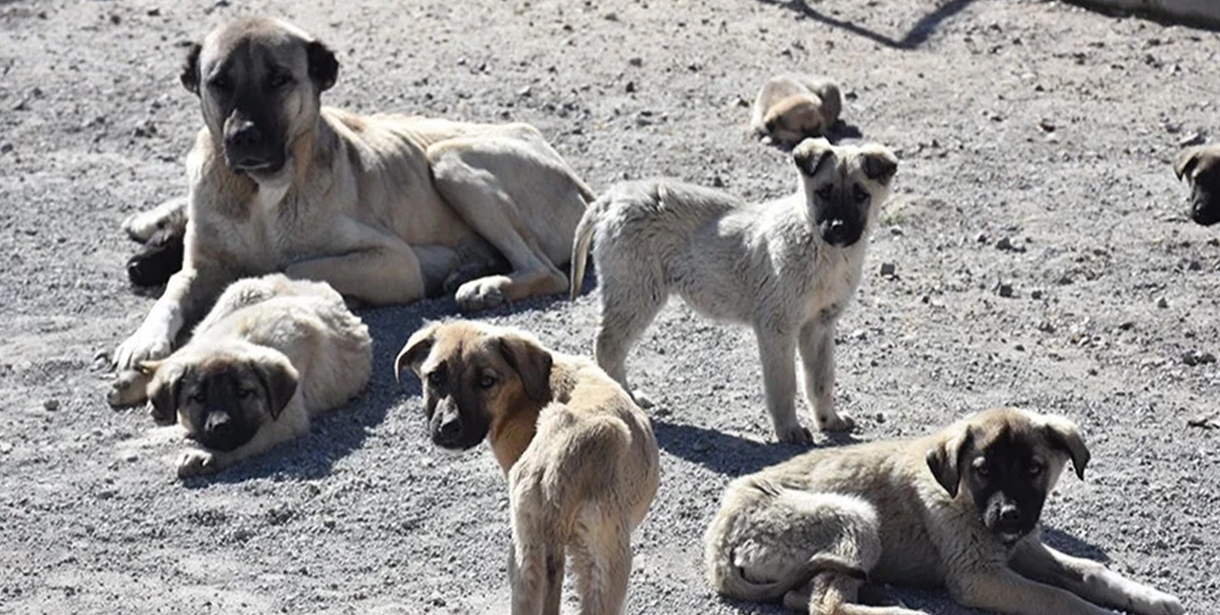 Aç kalan sokak hayvanları daha agresifleşir
