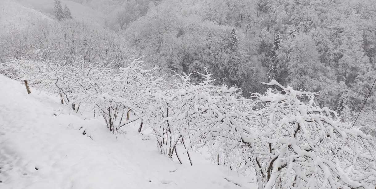 Doğu Karadeniz için kuvvetli kar yağışı uyarısı
