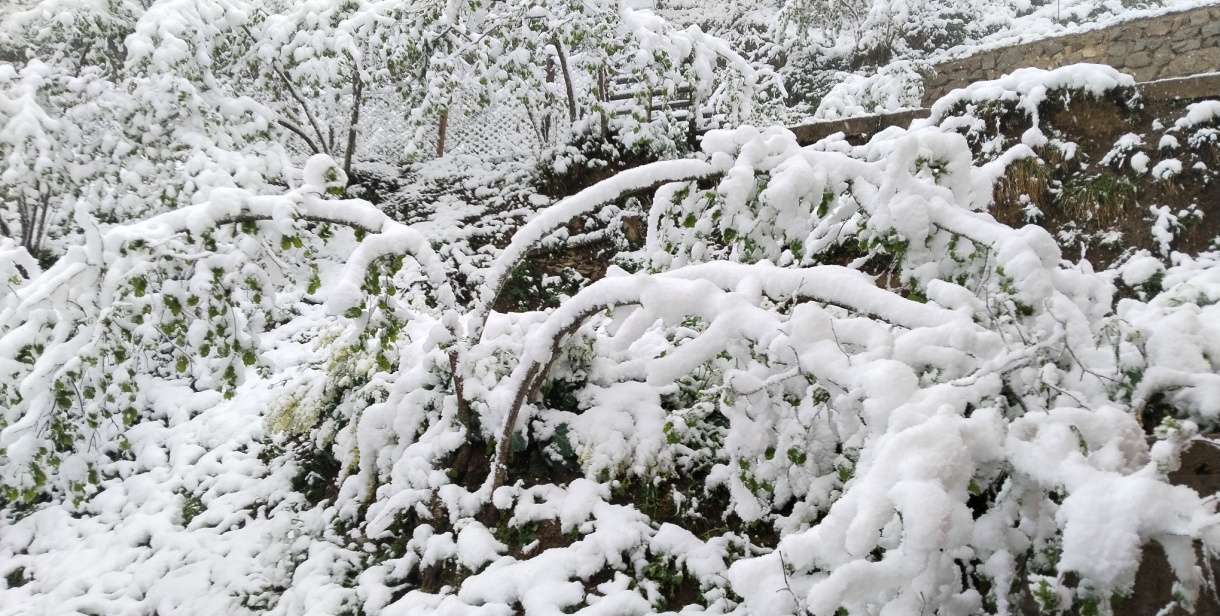 Gücük Ayı Yaptı Yapacağını