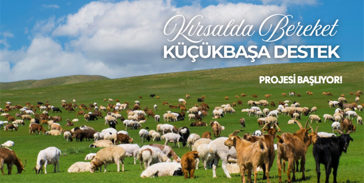 Kırsalda Bereket Küçükbaş Destek Projesi İçin Müracaatları Başladı