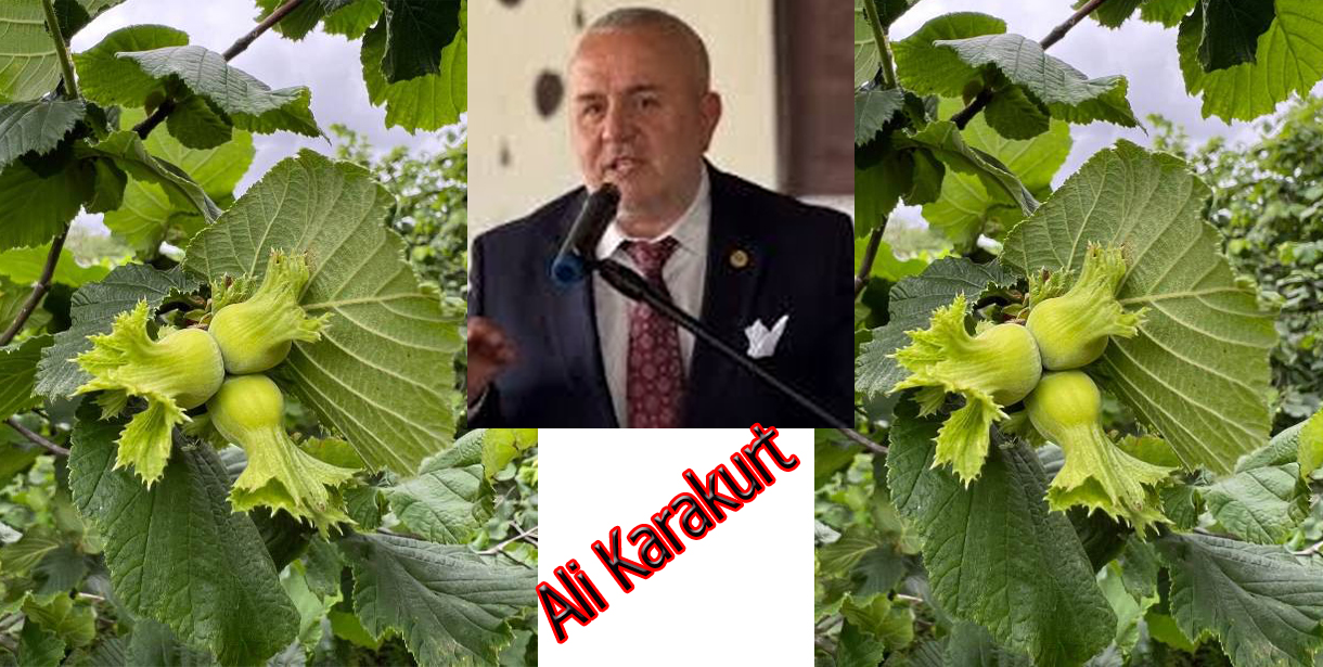 Ali Karakurt: Fındıkta Üreticinin Alın Teri En Az 360 TL Etmelidir