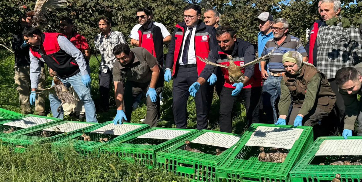 Tirebolu'da 400 Sülün Doğaya Salındı