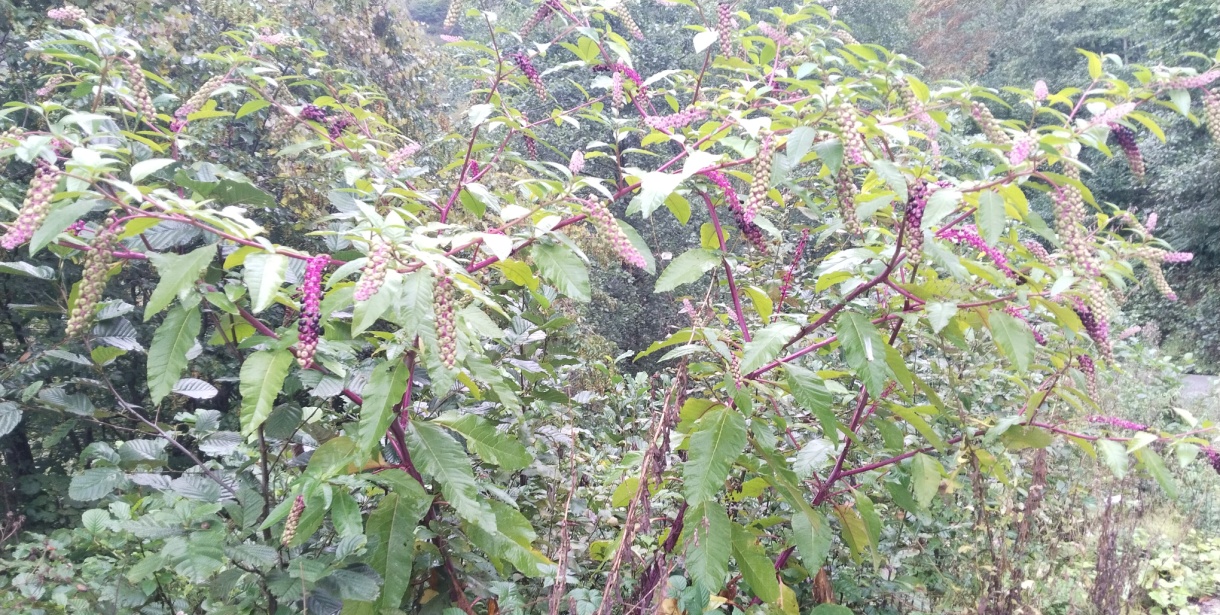 Halk Arasındaki Adıyla Dünya Güzeli Bitkisi